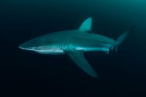 A Dusky Shark in Umkomaas in South Africa