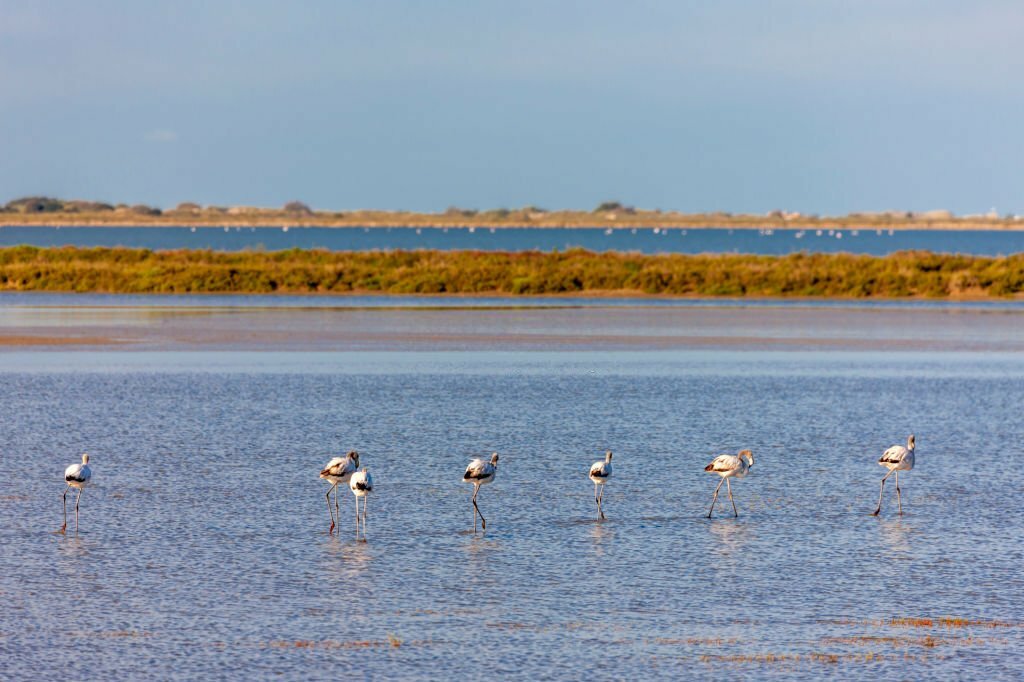 National park Camargue, Provence, France