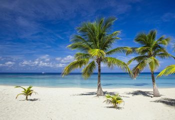 Palm trees on white sand beach with Caribbean Sea behind. Roatan, Honduras